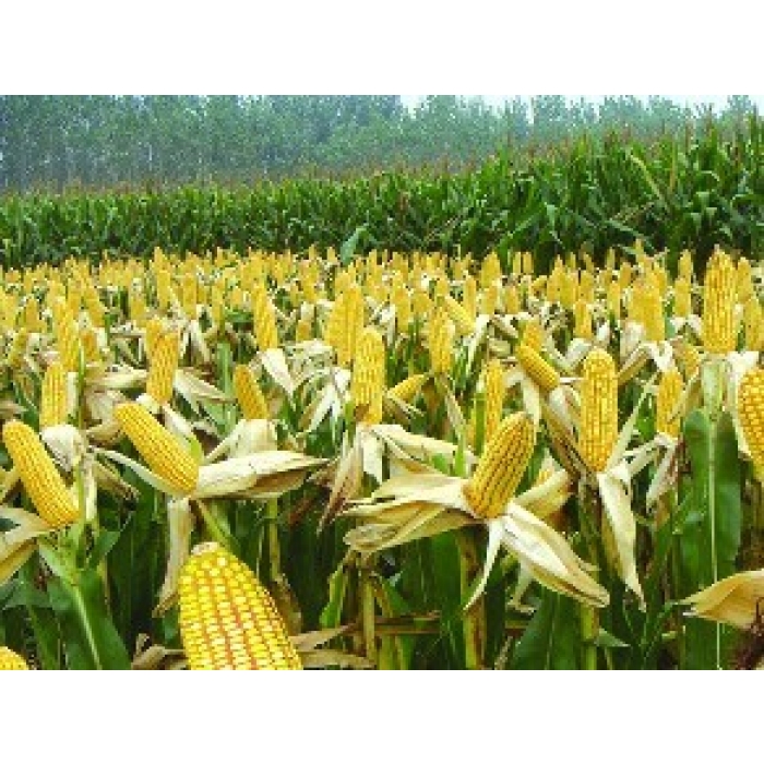 Corn